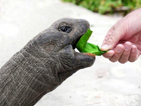 feeding a turtle