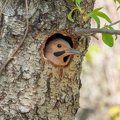 Male northern flicker, yellow-shafted variety (Colaptes auratus auratus) peeking out from its nest in Central Park, New York, United States